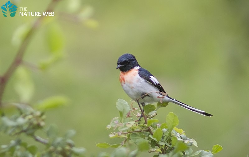 White-bellied Minivet